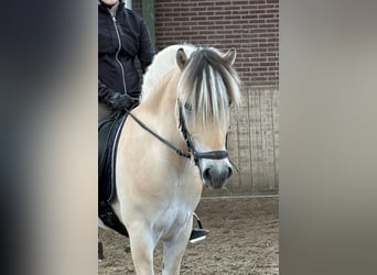 Fjord Horses, Gelding, 3 years, 14,2 hh