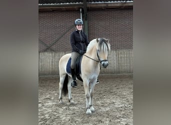 Fjord Horses, Gelding, 3 years, 14,2 hh