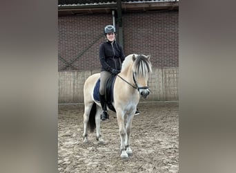 Fjord Horses, Gelding, 3 years, 14,2 hh