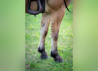 Fjord Horses Mix, Gelding, 3 years, Dun