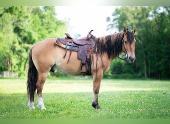 Fjord Horses Mix, Gelding, 3 years, Dun