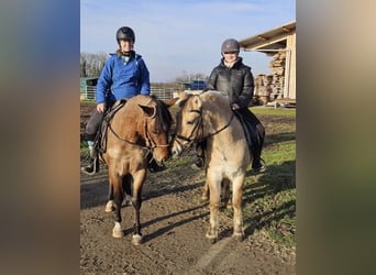 Fjord Horses, Gelding, 4 years, 13,3 hh, Dun