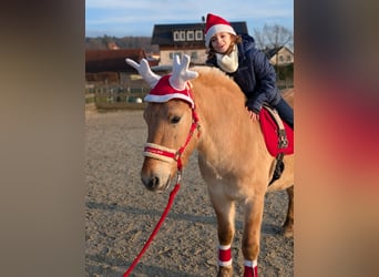 Fjord Horses, Gelding, 4 years, 13,3 hh, Dun