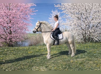 Fjord Horses, Gelding, 4 years, 14.1 hh, Brown-Light