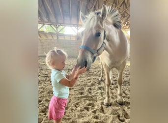 Fjord Horses, Gelding, 4 years, 14.1 hh, Brown-Light