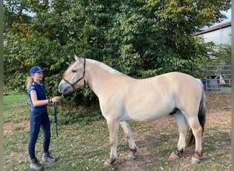 Fjord Horses, Gelding, 4 years, 14.1 hh, Dun