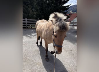 Fjord Horses Mix, Gelding, 4 years, 14.1 hh