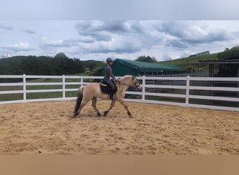 Fjord Horses, Gelding, 4 years, 14.3 hh, Dun