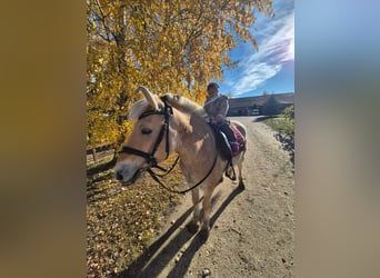 Fjord Horses, Gelding, 4 years, 14,1 hh, Brown-Light