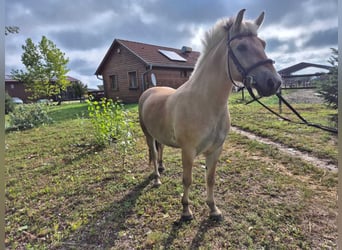 Fjord Horses, Gelding, 4 years, 14,1 hh, Brown-Light