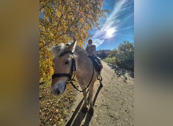 Fjord Horses, Gelding, 4 years, 14,1 hh, Brown-Light