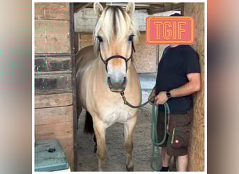 Fjord Horses, Gelding, 4 years, 14,1 hh, Dun
