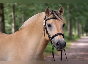 Fjord Horses, Gelding, 4 years, 15.1 hh, Dun