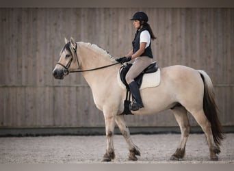 Fjord Horses, Gelding, 4 years, 15,1 hh, Dun