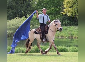 Fjord Horses, Gelding, 4 years, Dun