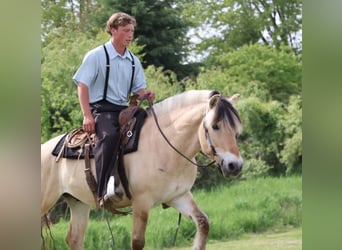 Fjord Horses, Gelding, 4 years, Dun