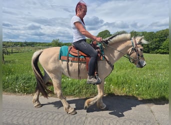 Fjord Horses, Gelding, 5 years, 14.2 hh, Dun