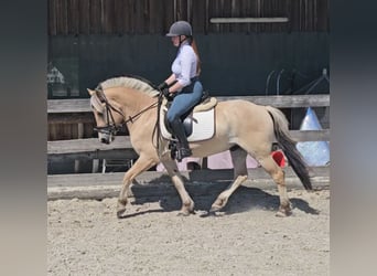 Fjord Horses, Gelding, 5 years, 14 hh, Dun