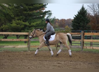 Fjord Horses, Gelding, 5 years, 14 hh, Palomino