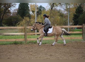 Fjord Horses, Gelding, 5 years, 14 hh, Palomino
