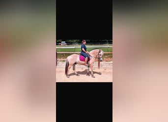 Fjord Horses, Gelding, 5 years, 14,1 hh, Dun