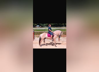 Fjord Horses, Gelding, 5 years, 14,1 hh, Dun