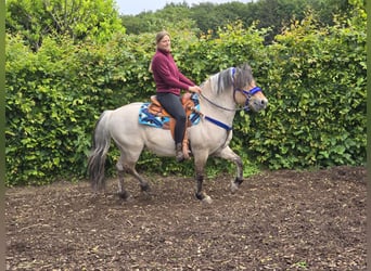 Fjord Horses, Gelding, 6 years, 13.2 hh, Dun