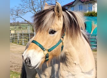 Fjord Horses, Gelding, 6 years, 14.2 hh, Dun