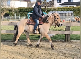 Fjord Horses, Gelding, 6 years, 14.2 hh, Dun
