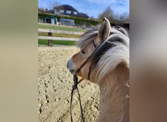 Fjord Horses, Gelding, 6 years, 14.2 hh, Dun