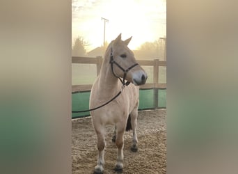 Fjord Horses, Gelding, 6 years, 14 hh, Dun