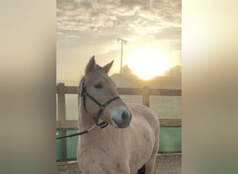 Fjord Horses, Gelding, 6 years, 14 hh, Dun