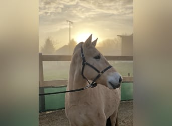 Fjord Horses, Gelding, 6 years, 14 hh, Dun