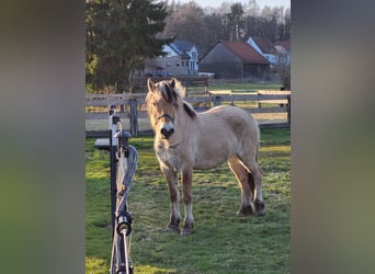 Fjord Horses, Gelding, 6 years, 14,2 hh, Dun