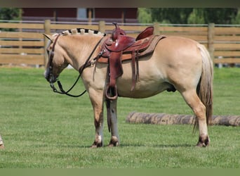 Fjord Horses, Gelding, 6 years, Palomino