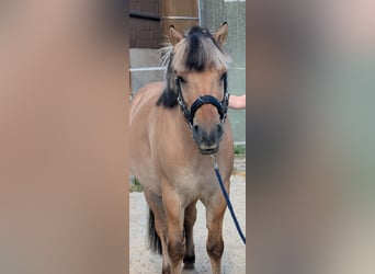 Fjord Horses, Gelding, 7 years, 13.2 hh, Brown-Light