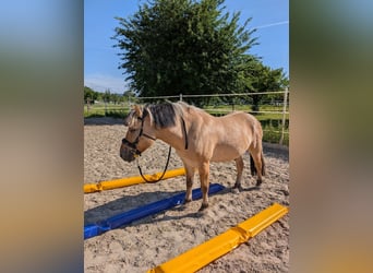 Fjord Horses, Gelding, 7 years, 13.2 hh, Brown-Light