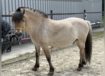 Fjord Horses, Gelding, 7 years, 13.2 hh, Dun