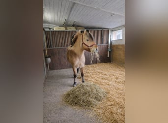 Fjord Horses, Gelding, 7 years, 13.2 hh