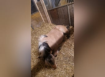 Fjord Horses, Gelding, 7 years, 13.2 hh