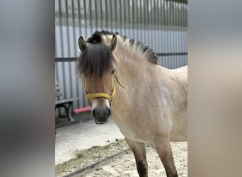 Fjord Horses, Gelding, 7 years, 13.2 hh