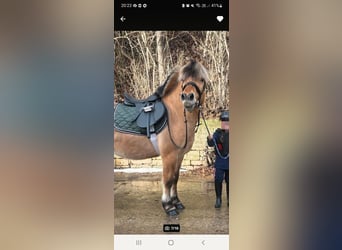 Fjord Horses, Gelding, 7 years, 13,2 hh