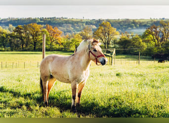 Fjord Horses, Gelding, 7 years, 14,1 hh, Dun