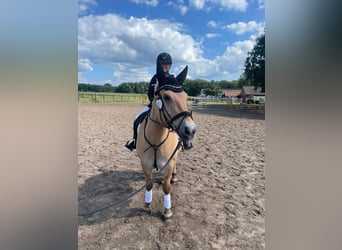 Fjord Horses, Gelding, 7 years, 14,2 hh, Brown-Light