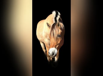 Fjord Horses, Gelding, 7 years, 14.2 hh, Buckskin