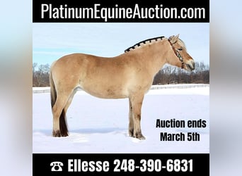 Fjord Horses, Gelding, 7 years, 14.2 hh, Buckskin