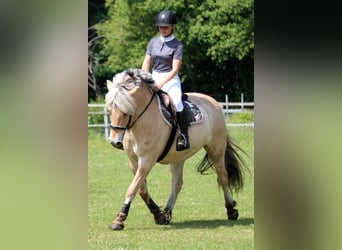 Fjord Horses, Gelding, 7 years, 14.2 hh, Dun