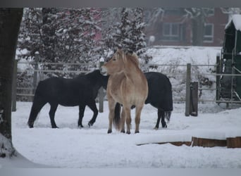 Fjord Horses, Gelding, 7 years, 14.2 hh, Dun