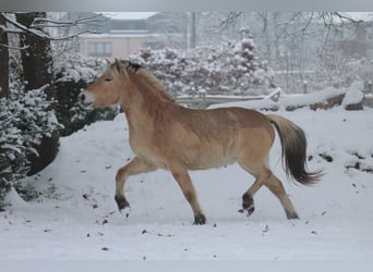 Fjord Horses, Gelding, 7 years, 14.2 hh, Dun