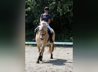 Fjord Horses, Gelding, 7 years, 14.2 hh, Dun